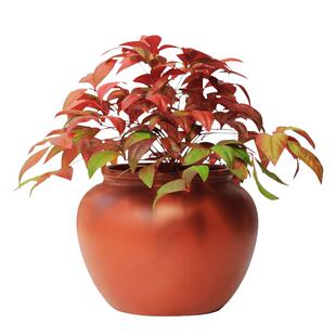 火焰南天竹树苗红天竹苗盆栽庭院绿化红叶四季观叶耐寒植物红天竺