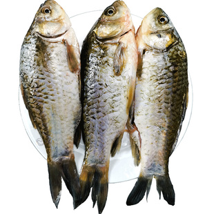 野外鱼土鲫鱼鲜活现杀新鲜淡水小河鱼孕妇小活的水产鲜河鱼鲫鱼汤