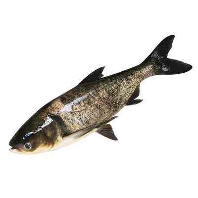 花鲢鱼苗大头鱼淡水养殖活体