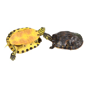 深水龟黄耳吃粪龟鱼缸混养纯种稀有侧劲冷水族观赏宠物小乌龟活物