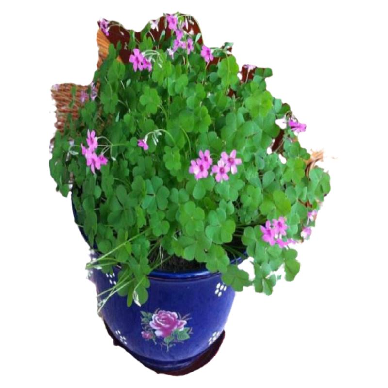 易种植物盆栽幸运草四季幸运草