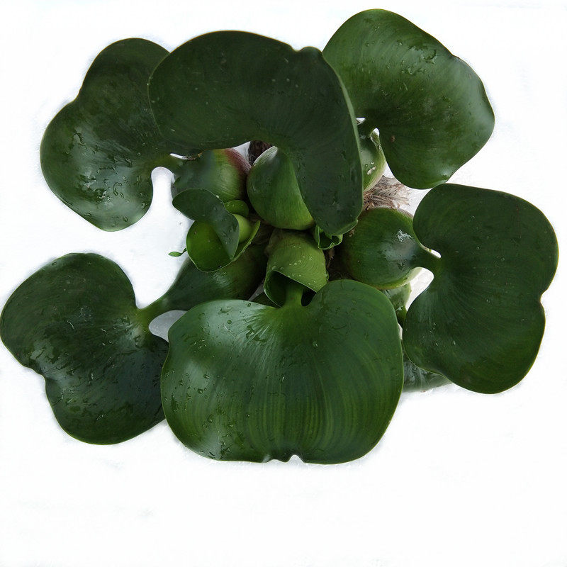 养殖浮萍净化水质基地植物包邮