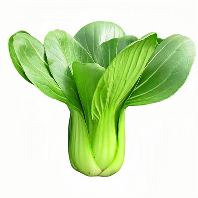 上海青蔬菜种子四季播种三天发芽