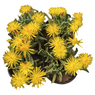 多肉植物快刀斩乱麻群生口径10厘米盆爆盆老庄群生木质杆开黄色花