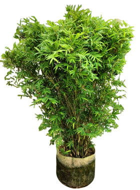 凤尾竹竹子庭院植物米竹