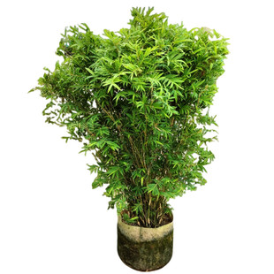 竹子苗 慈孝竹苗孝顺竹 凤尾竹苗米竹苗罗汉竹佛肚竹紫竹庭院竹类