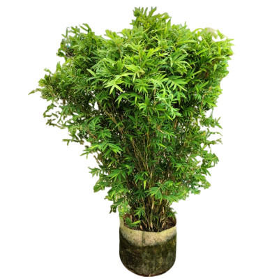 凤尾竹竹子庭院植物米竹