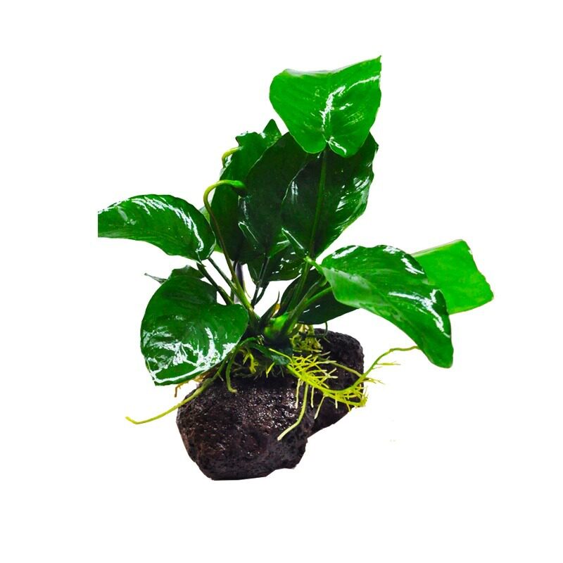 鱼缸水草定植火山石净化水质绿植