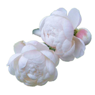 艾拉绒球月季蔷薇花苗藤本植物庭院阳台粉色龙沙宝石盆栽四季种植