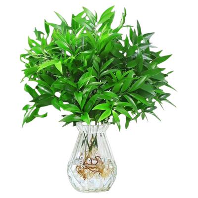 特大棵竹柏更驱蚊水培养植