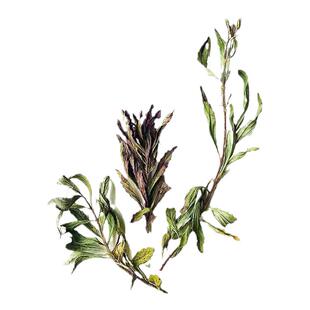 建水野生小山茶凉茶清凉回甘甜东紫苏梭罗茶纯天然晒干食用农产品