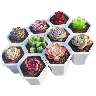 多肉植物幼儿园组合小盆栽绿植花卉玉露好养室内桌面肉肉多头群生