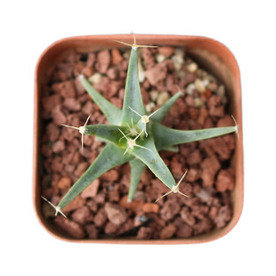 光山实生仙人球趣味开花黄花四大名球Leuchtenbergia principis