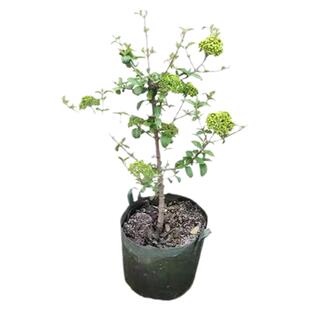 中华木绣球树苗室外地栽斗球麻球花小苗庭院别墅木本老桩植物盆栽