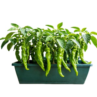 辣椒苗樟树港辣椒苗秧苗湖南正宗高产四季小米辣七彩薄皮盆栽蔬菜