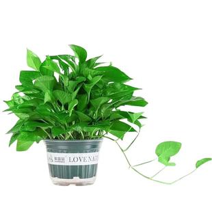 绿萝盆栽净化空气室内办公室水培花卉绿植除甲醛甲醛客厅好养大盆