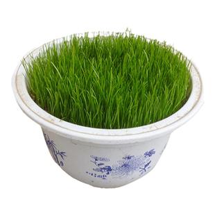 耐寒耐旱草坪种子四季青免修剪绿化草皮草籽庭院别墅护坡草种子