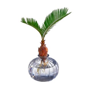 苏铁树水培植物室内好养办公桌面盆栽苔藓球耐活水养绿植四季常青