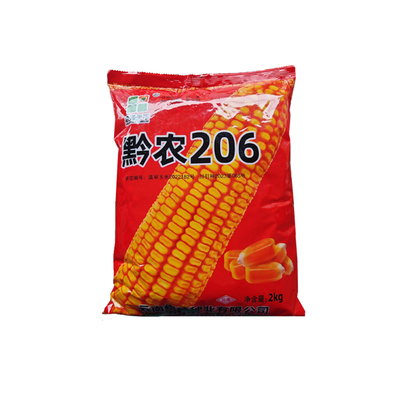 杂交黄玉米种子黔农206高产大棒