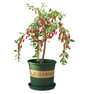 食鲜红色宁夏枸杞子树苗盆栽果盆景树桩种子带枸杞苗菜叶枸杞树