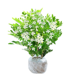 九里香盆栽驱蚊驱虫植物室内外绿植带花苞茉莉花正宗树苗阳台盆景