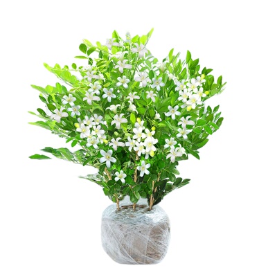 【驱蚊植物】九里香盆栽室内绿植