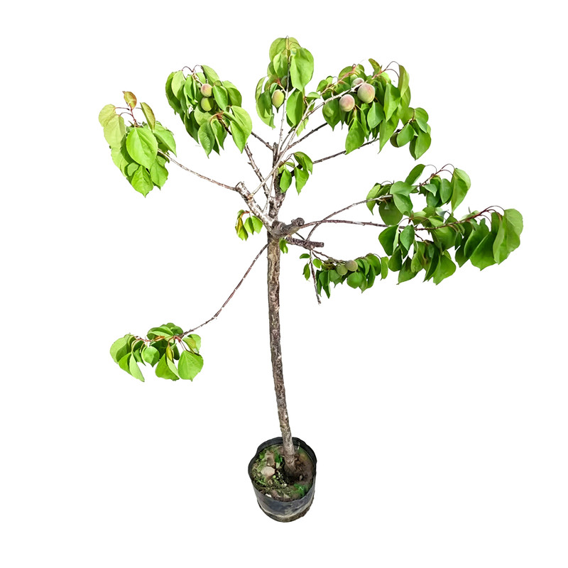 早熟特大嫁接帝王杏树苗南北通栽