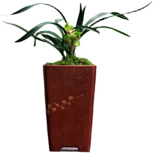 翁源正品春兰花苗碧玉圆荷老种宋梅带花浓香四季建兰金荷好养盆栽