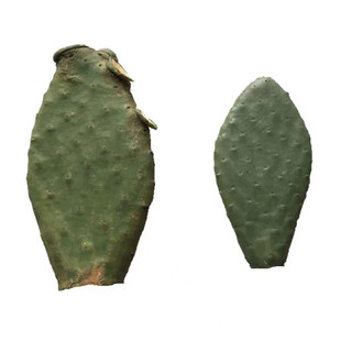 新鲜米邦塔食用仙人掌片嫁接仙人掌盆栽仙人掌美容外敷内服