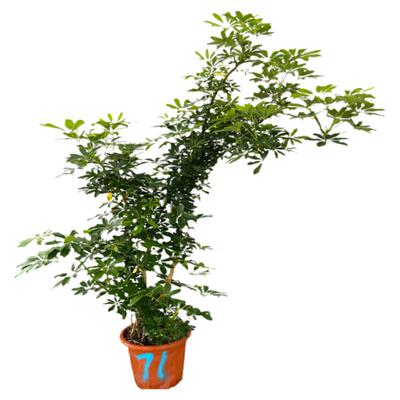 黄金鸭脚木高端植物盆栽