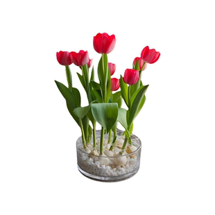 郁金香种球水培植物荷兰进口5度球桌面植物花卉种子阳台耐寒好养