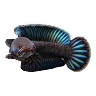 血斑 血一 奶茶 七彩 雷龙 血斑一型 梦幻冰火雷龙发色凶猛小型鱼