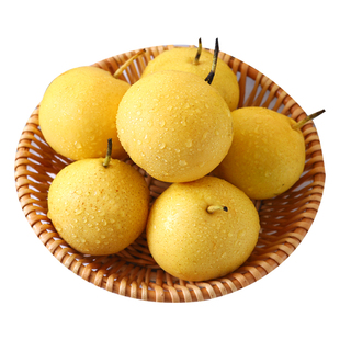 锦州白梨东北新鲜水果软糯多汁东北辽宁特产非香水梨新鲜整箱
