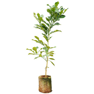 高产沙田柚树苗果苗晚熟柚子广西千秋自良镇带土纯甜正宗水果木