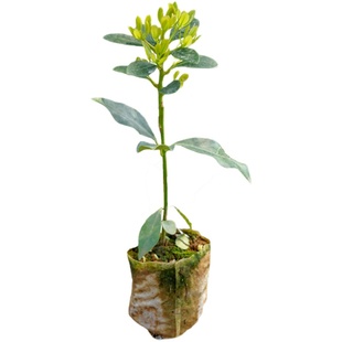 广西八角苗嫁接苗茴香树苗大红八角嫁接苗矮化八角茴香果苗直销