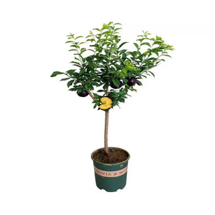 李子树苗新品种国峰7号脆甜果树果苗南北方种植地栽庭院当年结果