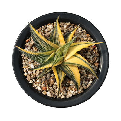 琉璃殿锦硬叶多肉植物办公室