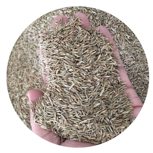 多年生黑麦草种子耐寒四季常青绿化补种护坡固土高羊茅草坪草籽孑