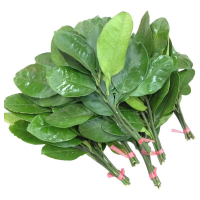 发顺丰空运柚子叶新鲜现摘