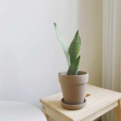 亲爱的绿植 陶盆专用链接。带托盘多肉绿植植物盆器陶土透气花盆