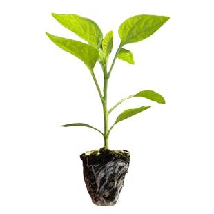蔬菜苗幼菜苗黄瓜西瓜辣椒苗大粉番茄西红柿苗茄子千禧圣女果秧苗