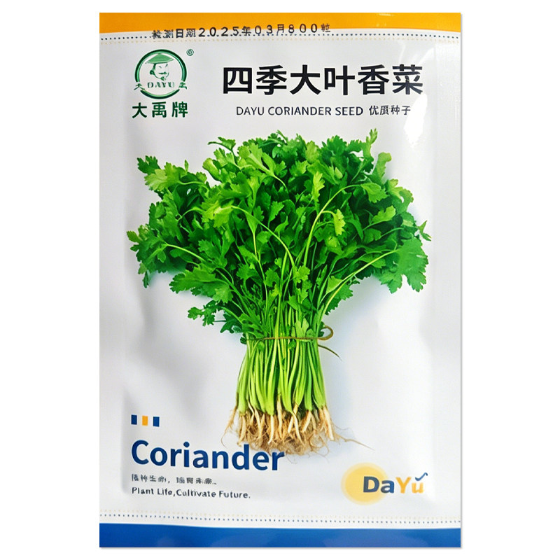 四季大叶香菜种子芫荽种籽