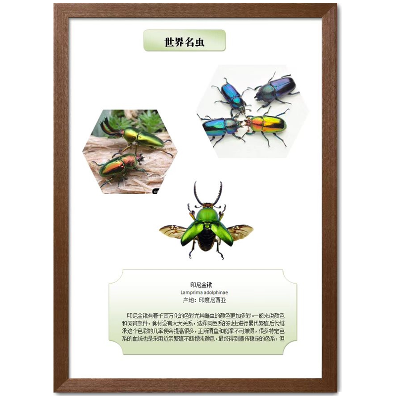 蝶语：吉丁科干制甲虫昆虫原虫标本 可定制装框 裱框展览科普教育
