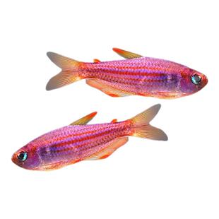 彩虹星钻灯鱼观赏鱼彩虹星钻帝王草缸鱼南美小型鱼热带观赏鱼活体