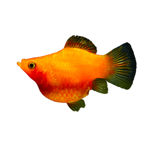 玛丽鱼易存活淡水鱼观赏鱼直接下小鱼怀孕大肚鱼米奇鱼热带鱼