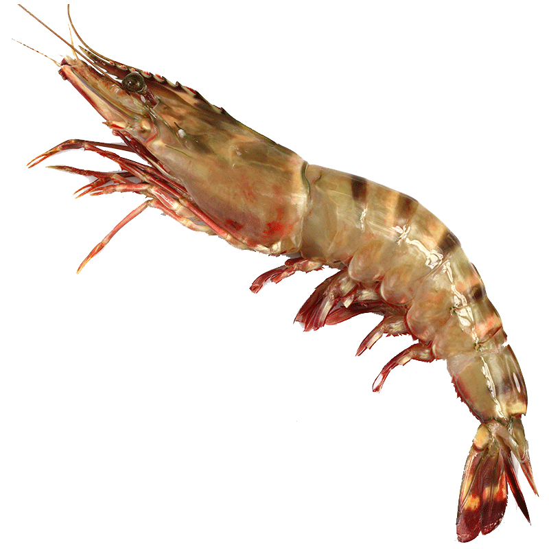 超大黑虎虾红虎虾海虾新鲜大虾海鲜鲜活冷冻特大巨型红爪鬼虾对虾