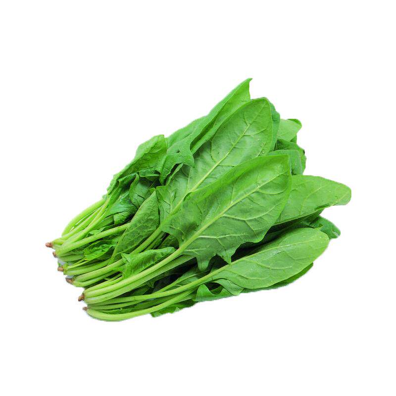 趴地黑虎菠菜种子耐寒越冬老品种大叶波菜种子秋季籽种四季蔬菜孑