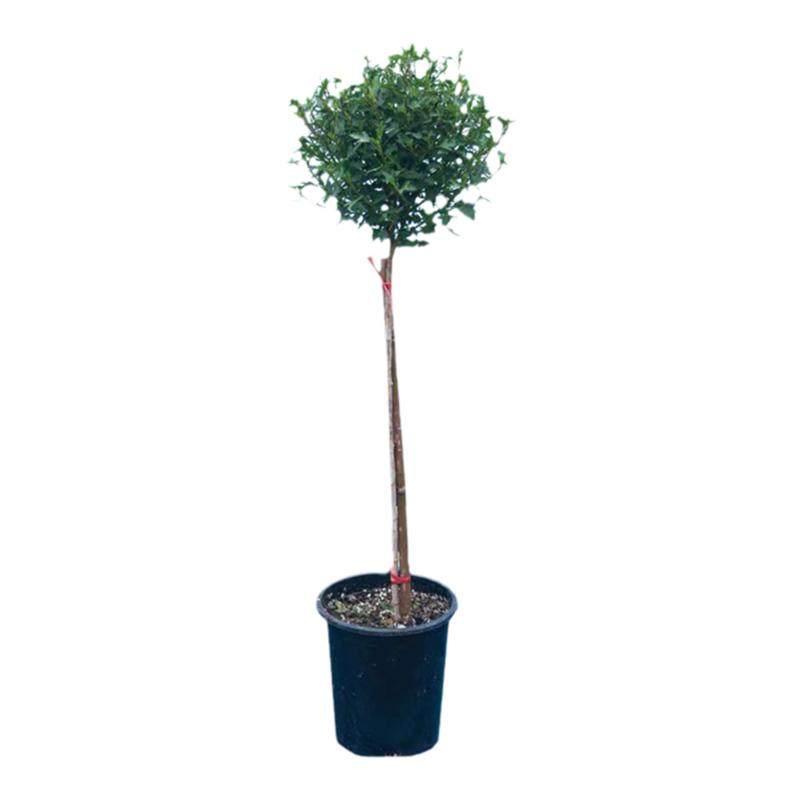 木槿花阳台庭院花卉绿植多季勤开