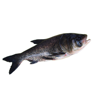 花鲢鱼苗胖头鱼苗鳙鱼苗大头鱼苗白鲢鱼苗草鱼苗鲫鱼活体淡水养殖