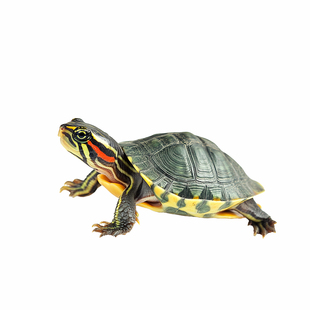 乌龟活物红耳巴西龟草龟爬宠好养可认主宠物观赏适合家养的小乌龟